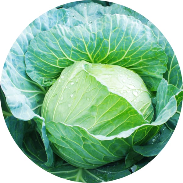 キャベツ