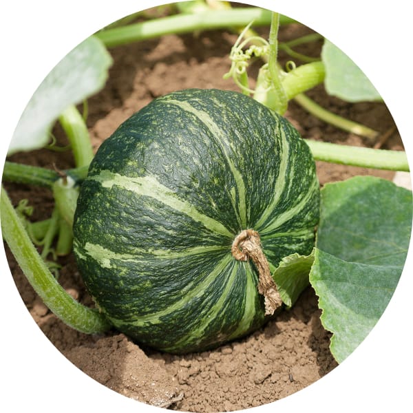 坊ちゃんかぼちゃ